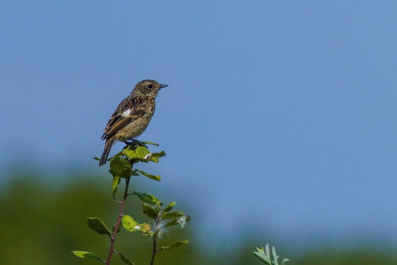 Tarier pâtre juvénile